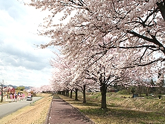 「越路河川公園」の画像2