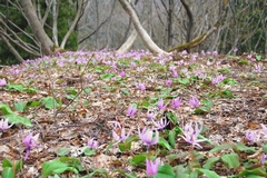 かたくりの森