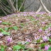 「自然観察林　かたくりの森」の画像