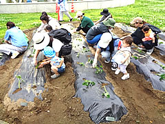 「てくてく散歩・芋苗植え」の画像