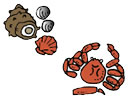 「貝殻・カニの殻」の画像