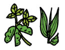 「家庭菜園の作物の茎やつる」の画像