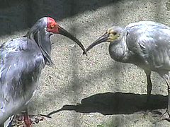 「親鳥と幼鳥」の画像