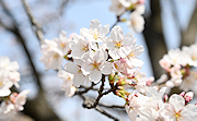 記事「花見シーズン到来！」の画像