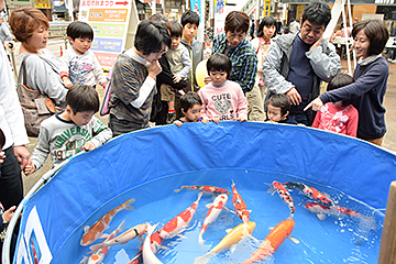 「錦鯉の展示即売会」の画像
