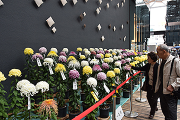 「愛好者が丹精込めて育てた菊の展示」の画像