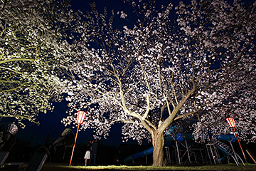「与板河川緑地たちばな公園は今がまさに見頃」の画像