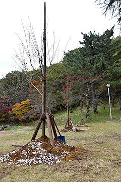 「5本の桜の木を植えました」の画像