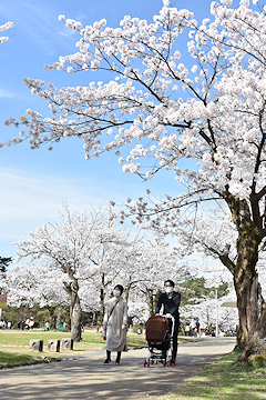 「悠久山公園」の画像