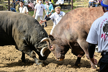 「牛の角突き、今季初場所」の画像