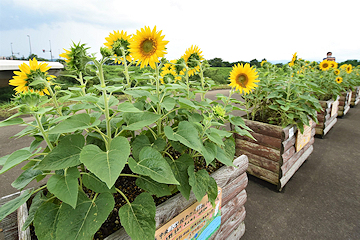 「中之島中央小の児童が植えたひまわり」の画像