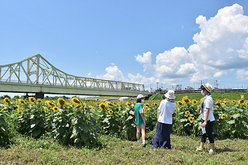 「花火会場の信濃川左岸河川敷」の画像2