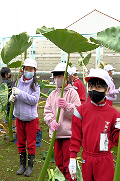 「葉っぱの刈り取りから」の画像1