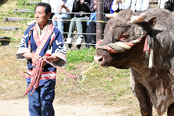 「勢子が「引き分け」にするのが特徴」の画像1