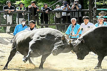 「手に汗握る真剣勝負は大迫力！」の画像1