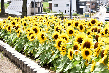 「ひまわりの種をまきました」の画像