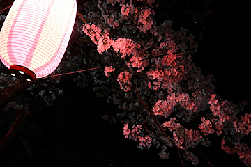 「「悠久山桜まつり」でライトアップされた夜桜」の画像