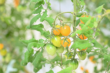 「高糖度トマトの収穫を体験」の画像