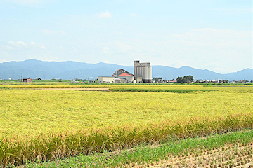 「稲刈りを取材」の画像