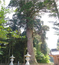 県の天然記念物「蓮花寺の大杉」