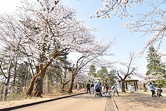 「悠久山公園の千本桜を未来ある子どもたちのために残したい！」の画像