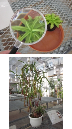 「虫を食べる植物を見てみよう！」の画像