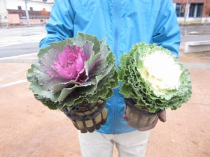 「正月飾りに欠かせない植物ハボタン」の画像