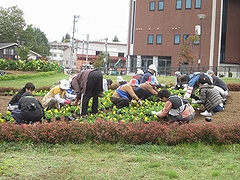 「パンジー、ビオラの植え付けの様子」の画像